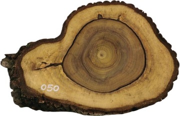 Plaster Orzecha Włoskiego 56x41 Małe Rozmiary Blat