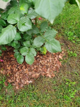 ТОНКАЯ СОСНОВАЯ КОРА 1-10 мм 80Л GARDEN, просеянная, сортированная