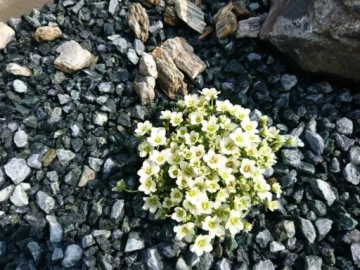 Зеленые декоративные камни для сада TONA Big Bag