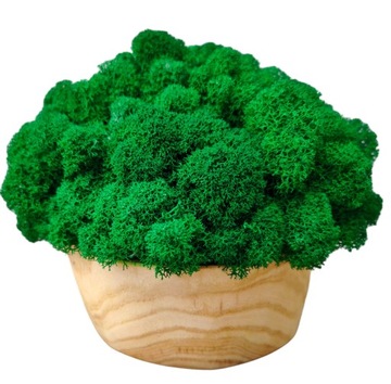 Drewniana doniczka z MCHEM CHROBOTKIEM mech chrobotek w doniczce jesion