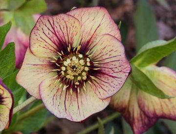 CIEMIERNIK HELLEBORUS SPRING OUDULF ANJA OUDOLF cudowne Kwiaty