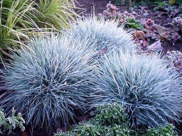 TRAWA NIEBIESKA _FESTUCA GLAUCA ZESTAW SADZONEKA