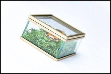 СТЕКЛЯННАЯ КОРОБКА ДЛЯ ОБРУЧАЛЬНЫХ КОЛЬЦ С МХОМ