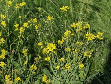 SINGLIF 360SL 5L ОБЩИЙ ГЕРБИЦИД ГЛИФОСАТ 360 г/л