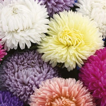 Aster Chiński Lady Coral Mix Nasiona Kiepenkerl