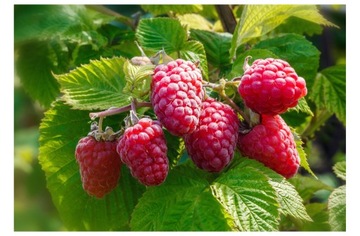 МАЛИНА сублимированная 100г цельные сублимированные плоды качество LIO