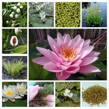 Гигантская водяная стрела Sagittaria Gigantea