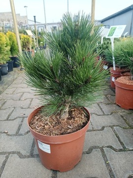 Pinus Leucodermis Compact Gem - Sosna C5