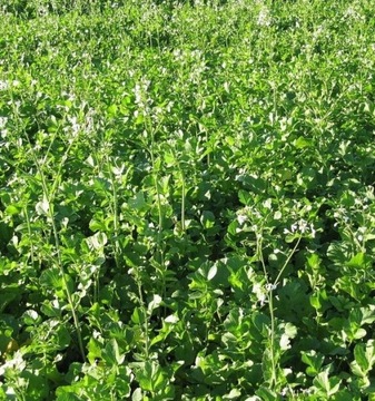 РЕДИС МАСЛЯНЫЙ РОМЕСА 25КГ С/1 СЕМЯ КВАЛИФИКАЦИЯ