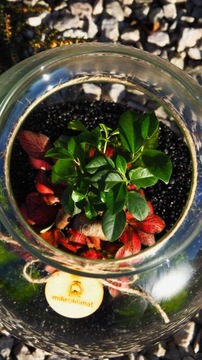 Микроклимат лес в банке НАБОР СДЕЛАЙ САМ