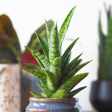 SANSEVIERIA 'GABRIELLA' Sansewieria niczym liście ananasa rozmiar S