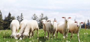 Утеплитель из овечьей шерсти Optimal18 толщиной 5/60 см.