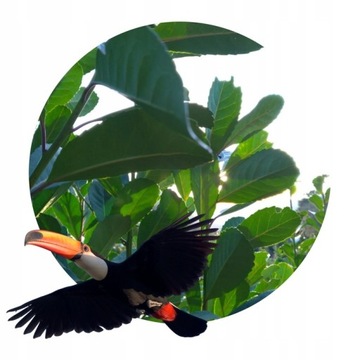 Yerba Mate Зеленый МАНГО АНАНАС Тропикалес 500г Fruit Power and Energy 0,5кг