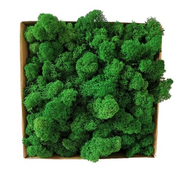 Mech chrobotek FIŃSKI 100g PREMIUM OCZYSZCZONY