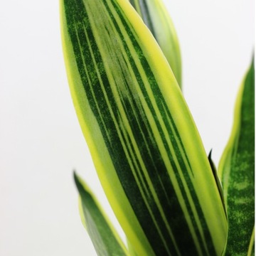 Sansevieria trifasciata CANARY złoto-zielone pasy