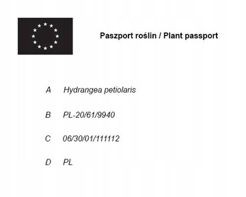 Вьющиеся гортензии Hydrangea petiolaris ПОСЕВ В КОНТЕЙНЕР P9