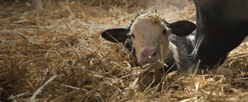 Дополнительный корм Farm-O-San Reviva 1 кг