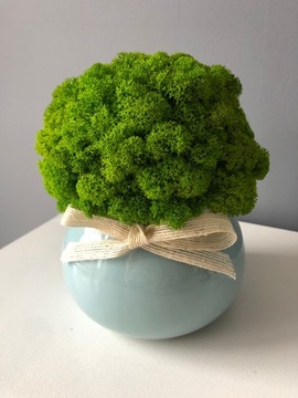 Хроботек в горшке украшение ПОДАРОК ​​ДЛЯ ДОМА