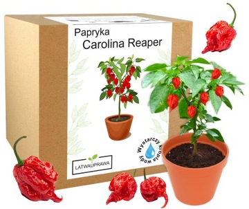 TikTok Hot Chip Challenge Zestaw do Uprawy papryka Carolina Reaper OSTRA