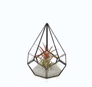 Kompozycja łza szklana osłonka oplątwa tillandsia Ionantha