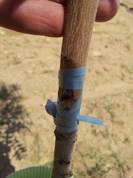 Plexiband Type B полосы вакцинации - 160 x 4,5