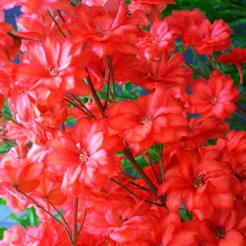 Delphinium Ostróżka czerwona 1 szt.