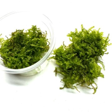 Живой мох Invitro Natural Moss for Terrarium vesularia Christmas Moss