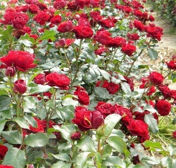 Ароматная красная бордюрная роза.