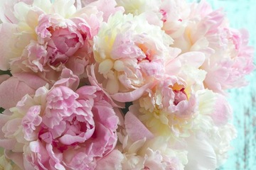 Fototapeta PEONIE PIWONIE KWIATY P03 490x260