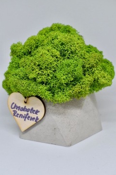 Chrobotkowy las geometryczna doniczka beton