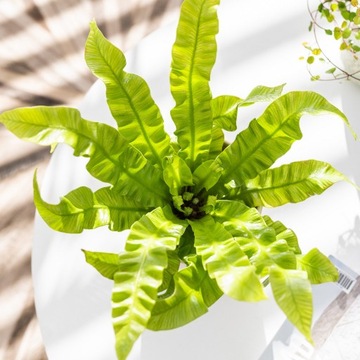 Asplenium nidus CRISPY WAVE Paproć MALUCH