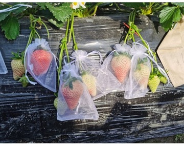 СУМКИ-ЧЕХЛЫ ДЛЯ ФРУКТОВ, ОВОЩЕЙ, ВРЕДИТЕЛЕЙ 100 шт.