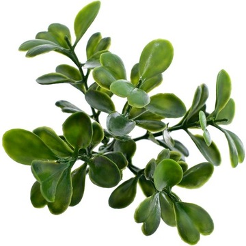 САМШИТ БОЛЬША ТОЛСТАЯ ЧЕРНИКА ПАСХАЛЬНЫЙ ПИК 20 СМ