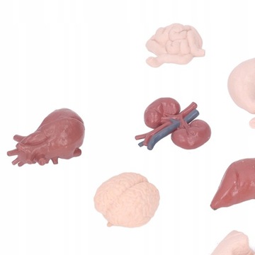 Имитационная модель анатомии тела органов человека