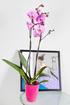 12 Крышка для цветочного горшка ORCHID Square ORANGE 13