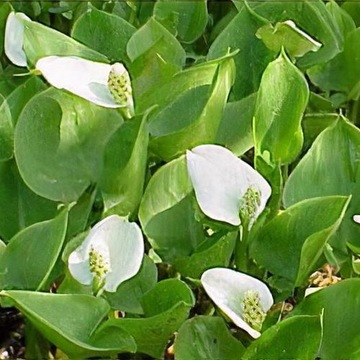 CALLA PALUSTRIS -Czermień błotna KWITNIE OCZKO/STAW -roślina przybrzeżna