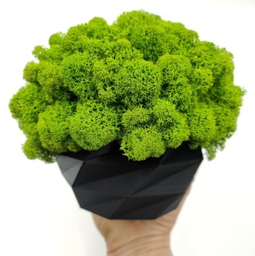 Вазон с мхом хроботек, 18 см, мох хроботек в черном горшке, 3D печать