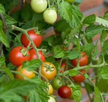 СУБСТРАЛЬНАЯ МАГИЧЕСКАЯ СИЛА ДЛЯ ПОМИДОРОВ 350г УДОБРЕНИЕ