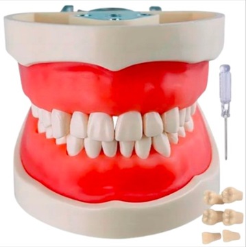 Model Anatomiczny Szczęki Zębów Wyjmowane 28 Zęby Dentystyczny Do ćwiczeń
