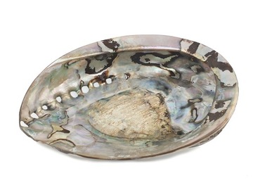 MUSZLA ABALONE podstawka polerowana piękne MUSZLE PAUA 14 cm
