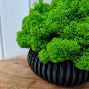 Doniczka z mchem chrobotkiem MECH CHROBOTEK w doniczce czarna druk 3d #3