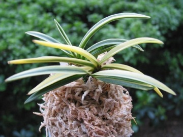 BESGROW MOSS SPAGMOSS Сфагнум 100г прессованный Новозеландский марина-комфорт
