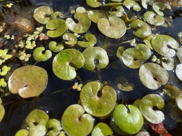 Żabiściek pływający Hydrocharis morsus ranae do oczka wodnego i stawu