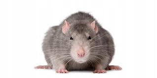 МЫШИНЫЙ, КРЫСИНЫЙ ЯД - МУРИБРОМ БРОДИФАКУМ КУБ 50 PPM (20 Г) 1,5 КГ