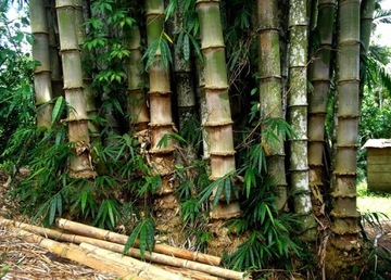 BAMBUS ŻELAZNY (DENDROCALAMUS STRICTUS) 5 NASION