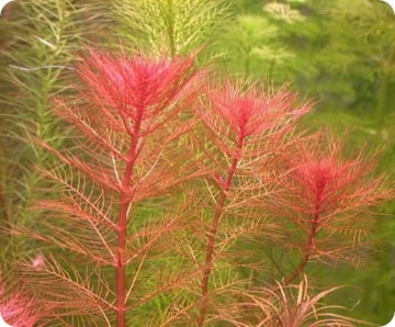 НАБОР ЛЕГКО ВЫРАЩИВАЕМЫХ РАСТЕНИЙ НА ТРИ ПЛАНА ДЛЯ АКВАРИУМА + БЕСПЛАТНЫЕ ДВАЖДЫ