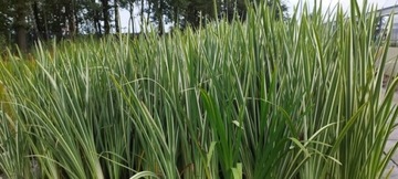 IRIS ENSATA VARIEGATA бело-зеленый лист идеально подходит для кромки пруда или пруда.