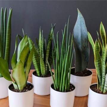 САДОВОДЧЕСКИЙ СУБСТРАТ ПЕРЛИТ 125Л ФИДЕР ДЛЯ ПОСЕВА РАСТЕНИЙ УКОРЕНЕВАНИЕ