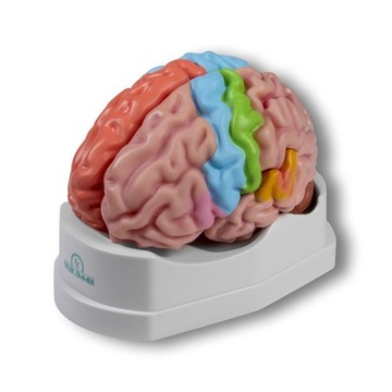 Model anatomiczny mózgu naturalnej wielkości 5- częściowy Erler Zimmer