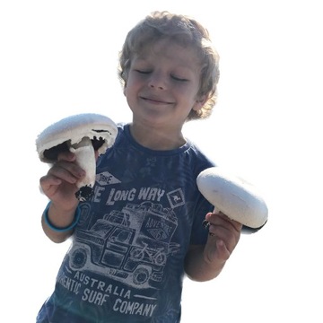 БЕЛЫЕ ГРИБЫ БЮЛЛЕТЕНЬ 20 КГ + ИНСТРУКЦИЯ + ГАРАНТИЯ НОМЕР 1 В ПОЛЬШЕ